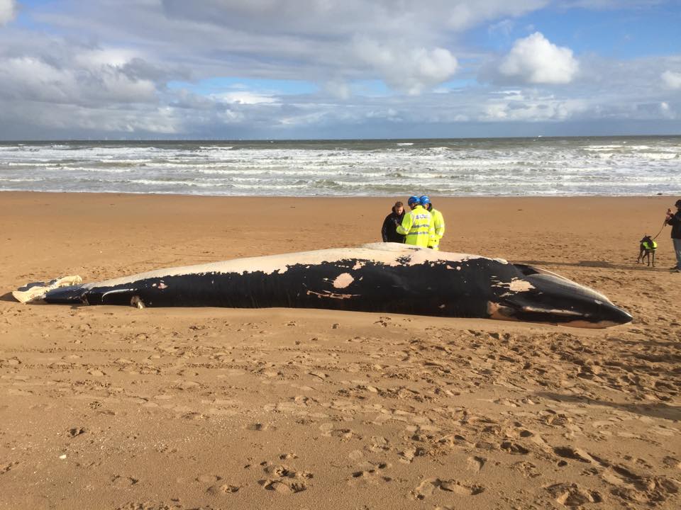 12064244_10156154122235472_1441291201_n