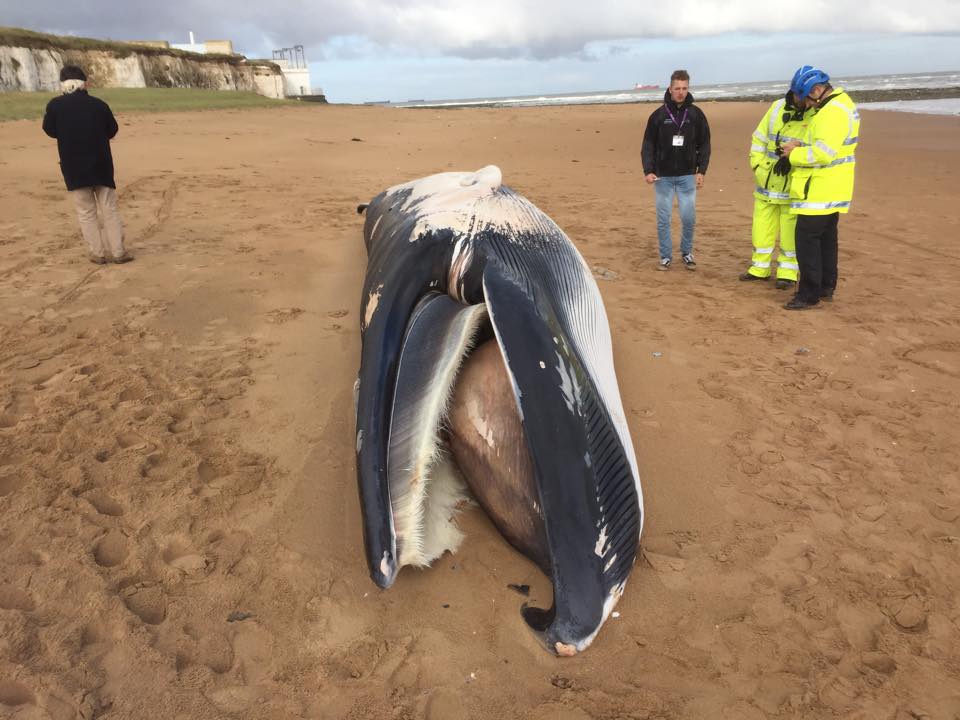 12167564_10156154121985472_508962508_n